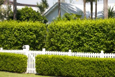 Hedges