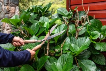 The Ultimate Guide to Trimming Fan Leaves