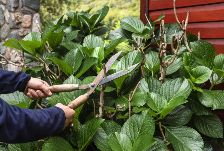 The Ultimate Guide to Trimming Fan Leaves