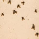 How to Identify and Get Rid of Drain Flies