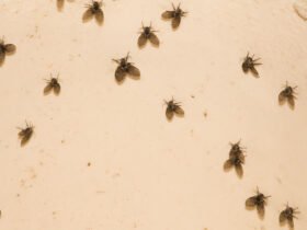How to Identify and Get Rid of Drain Flies