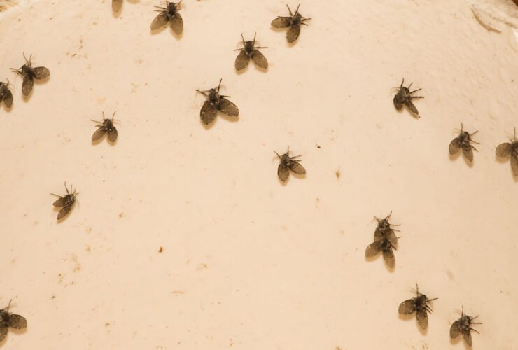 How to Identify and Get Rid of Drain Flies