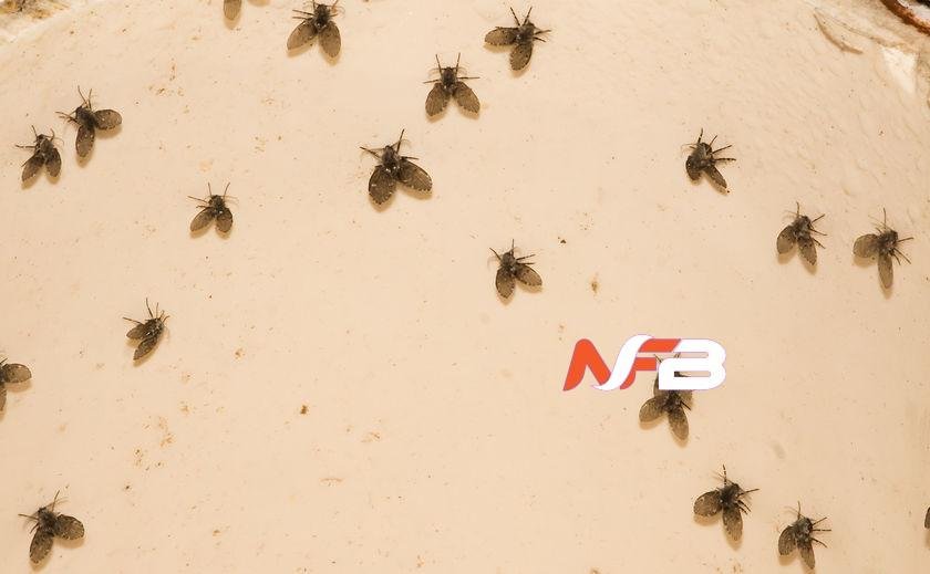 How to Identify and Get Rid of Drain Flies