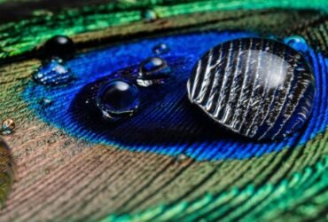 1.2og WKL Peacock ANO