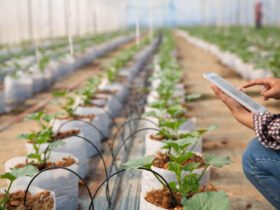 Cultivating the Future: How Thailand's Innovations are Transforming Agriculture Through Technology