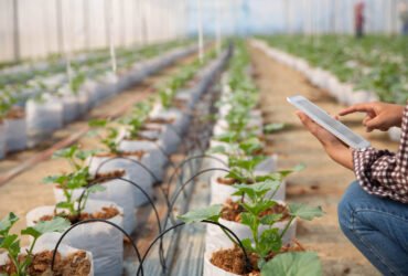 Cultivating the Future: How Thailand's Innovations are Transforming Agriculture Through Technology