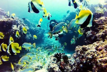 the Maldives on Scuba Liveaboard Tours