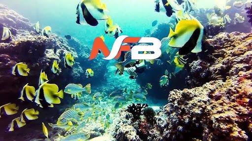 the Maldives on Scuba Liveaboard Tours