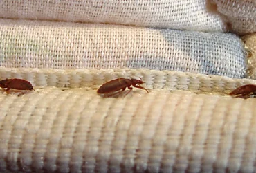 Bed Bug Control