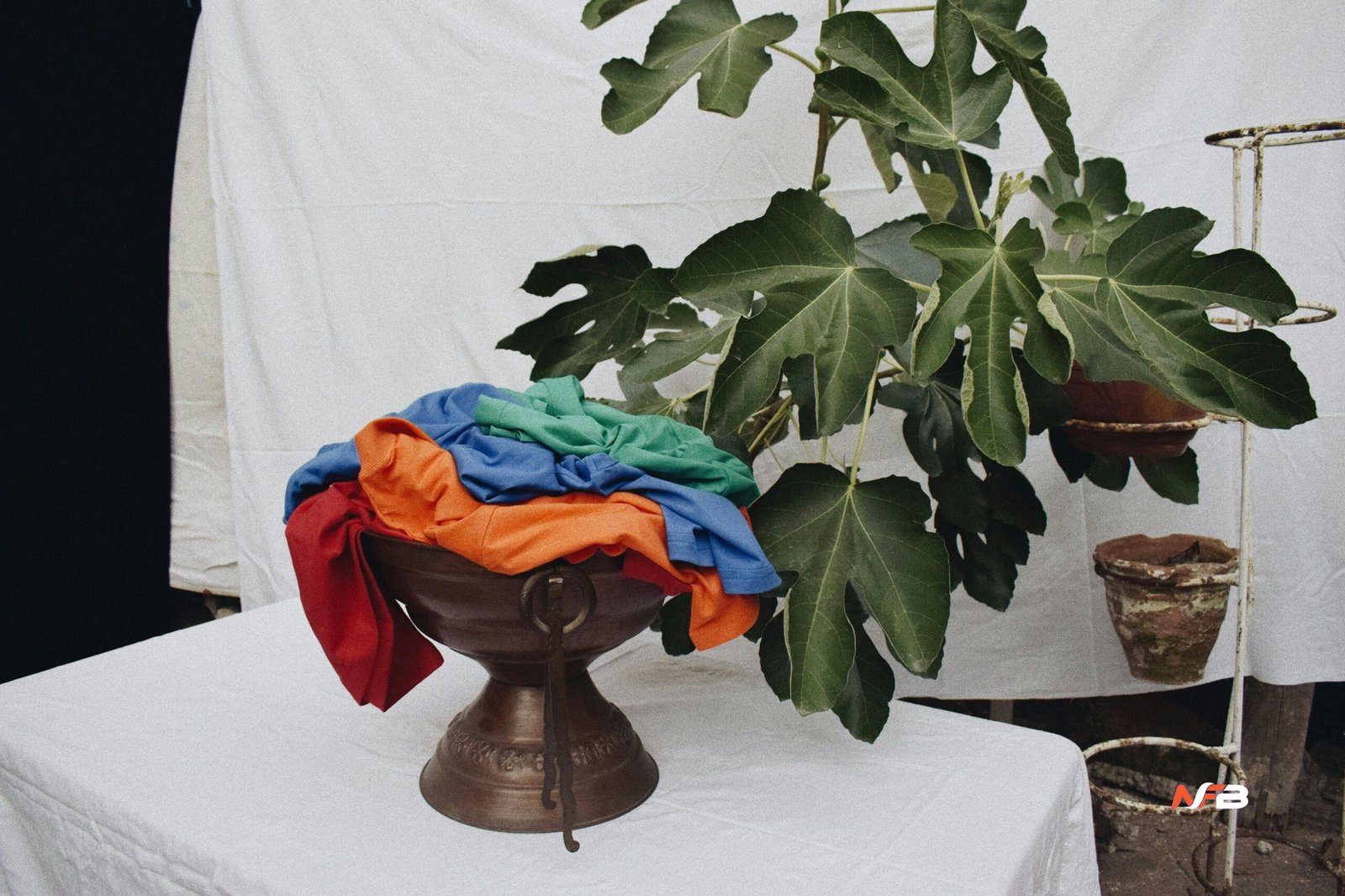 where fig leaves first came into fashion nyt