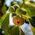 where fig leaves first came into fashion nyt
