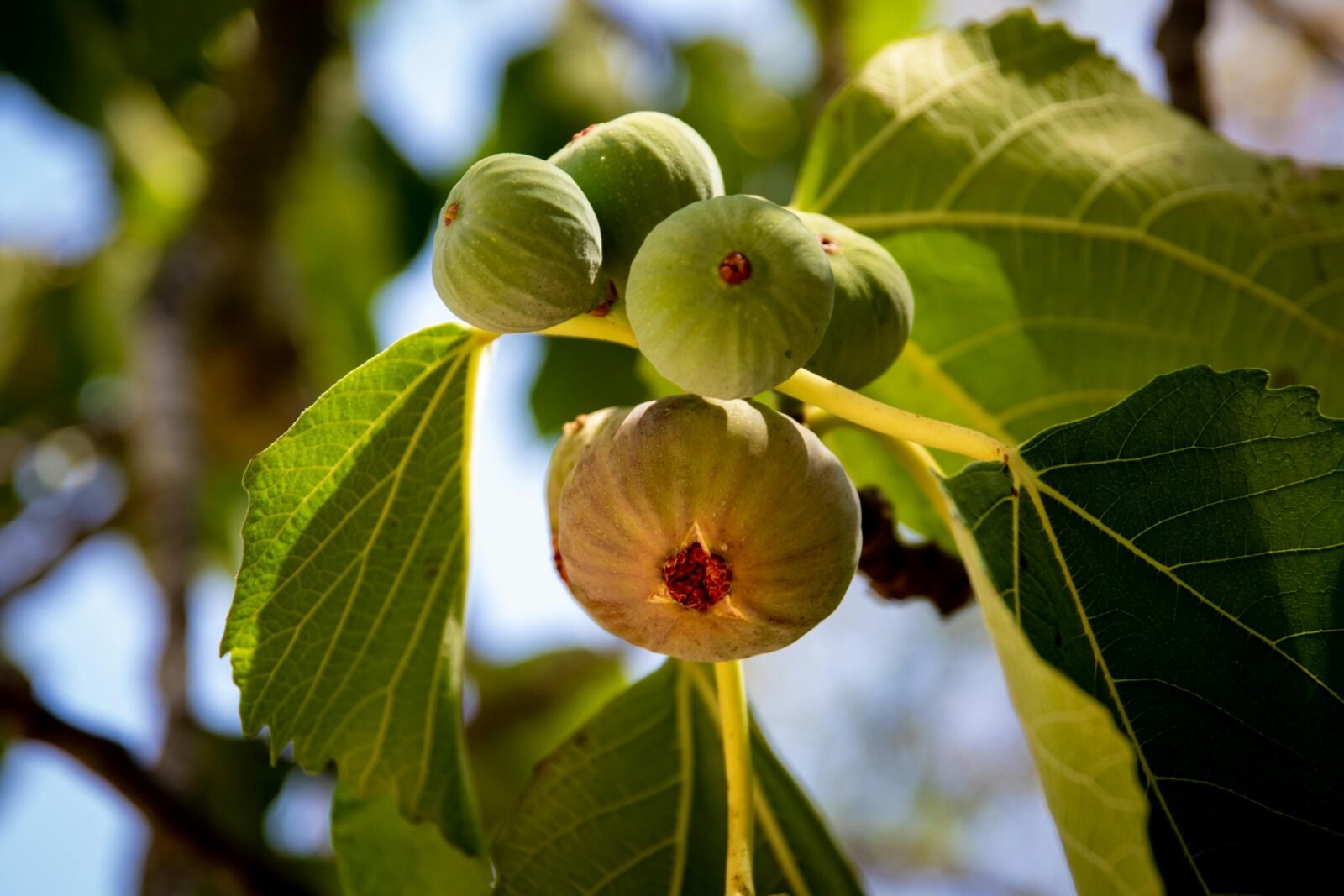 where fig leaves first came into fashion nyt