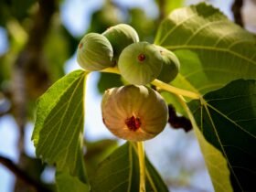 where fig leaves first came into fashion nyt