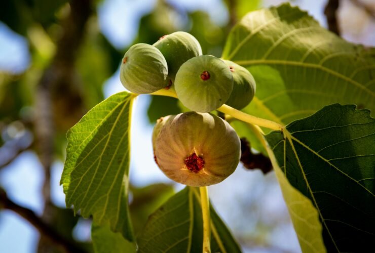 where fig leaves first came into fashion nyt